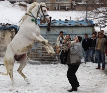 Baki Dede Yeni Atına Kavuştu