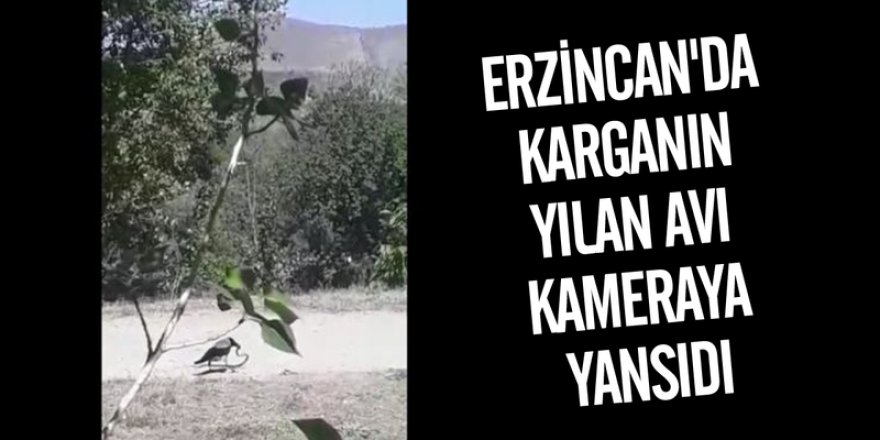 Erzincan'da yılan avlayan karga