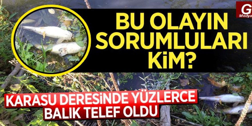 Karasu’da binlerce balık telef oldu