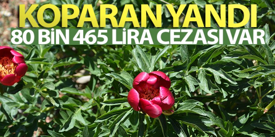 'Ayı Gülü' çiçeğini koparana 80 bin 465 lira ceza var