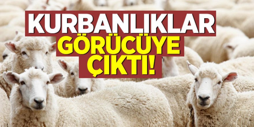 Doğuda kurbanlıklar görücüye çıktı