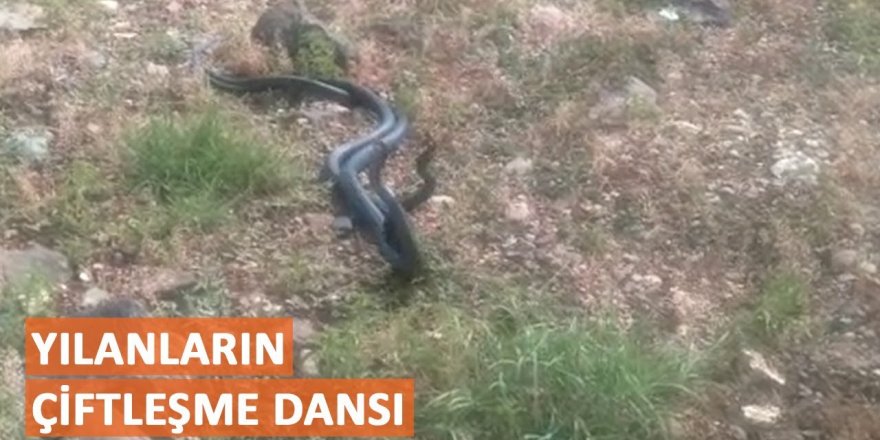 Erzurum'da görüntülendi: Engerek yılanlarının dansı