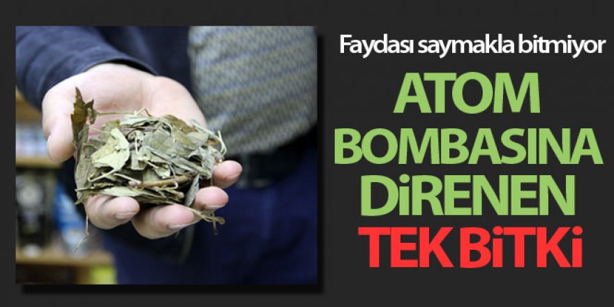 Atom bombasına direnen tek bitki, birçok derde deva oluyor