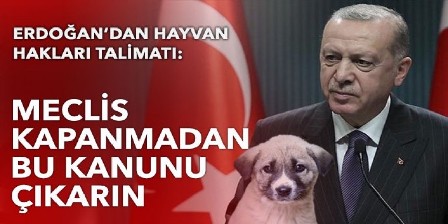 Cumhurbaşkanı Erdoğan'dan hayvan hakları talimatı