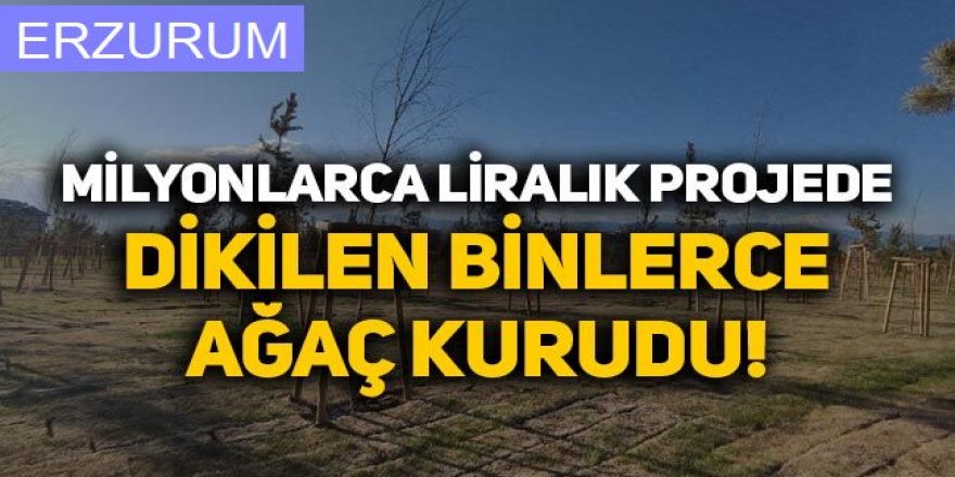 Erzurum'da Milyonlarca liralık projede binlerce ağaç sulanmadığı için kurudu