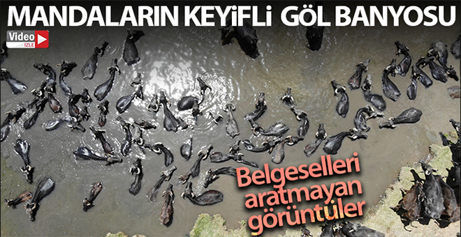 Erzurum'da mandaların keyifli göl banyosu