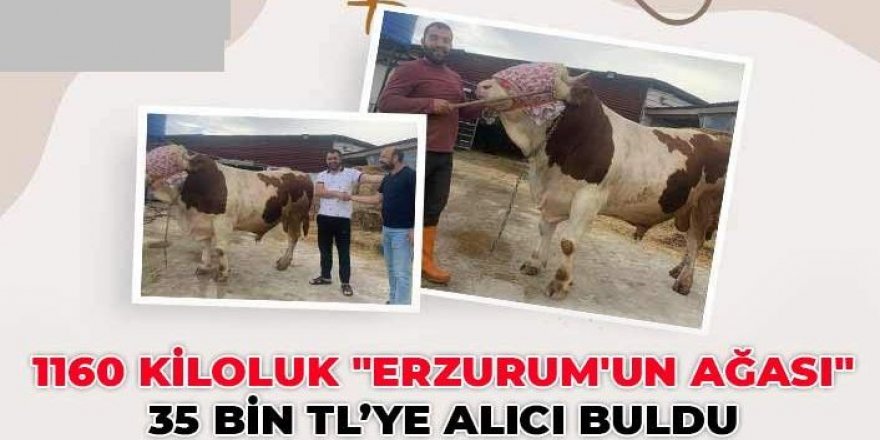 1160 kiloluk "Erzurum'un Ağası" 35 bin TL'ye satıldı