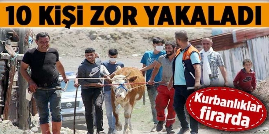 Erzurum’da kaçan kurbanlıklar ortalığı birbirine kattı