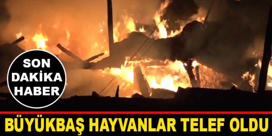 Pasinler'de çıkan yangında 5 hayvan telef oldu