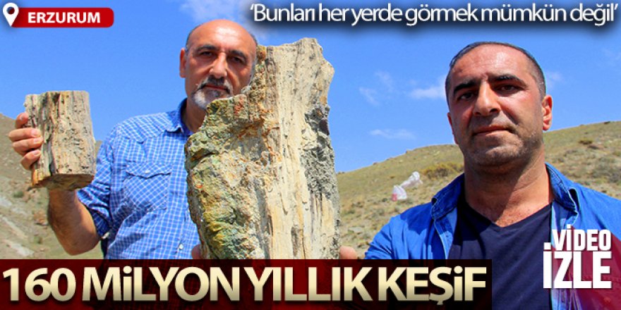 Türkiye’nin en eski fosil ağaçları Erzurum’da bulundu...