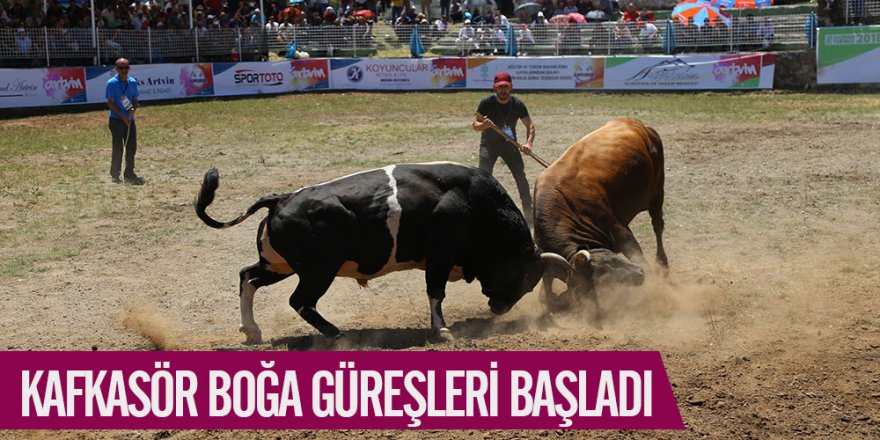 Artvin’de Kafkasör Boğa Güreşleri başladı