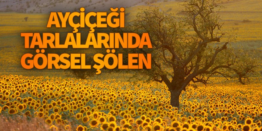 Çayırlı’da ayçiçeği tarlalarında görsel şölen