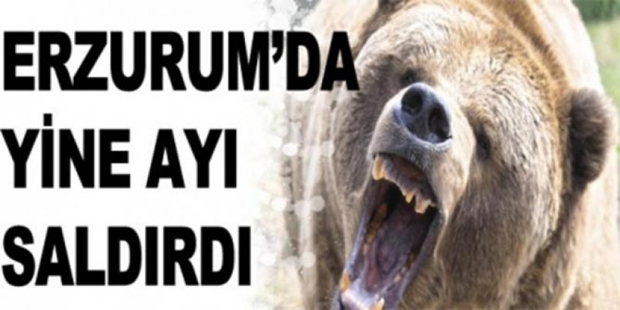 Erzurum’da  yine ayı saldırısı!