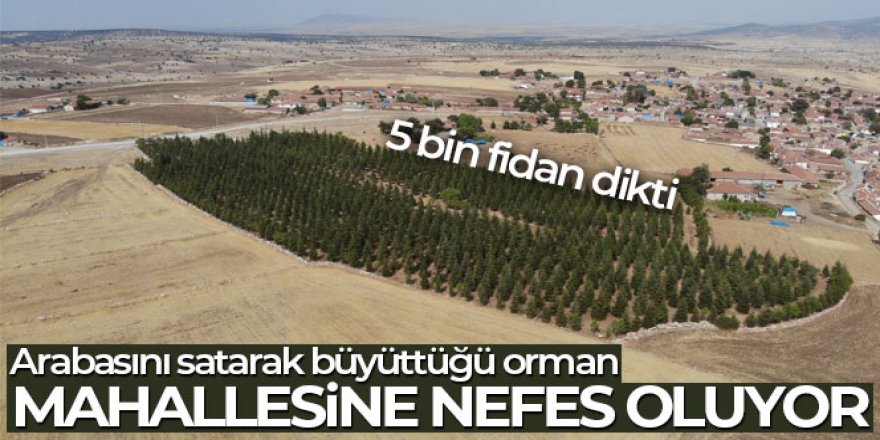 Arabasını satarak büyüttüğü orman, mahallesine nefes oluyor