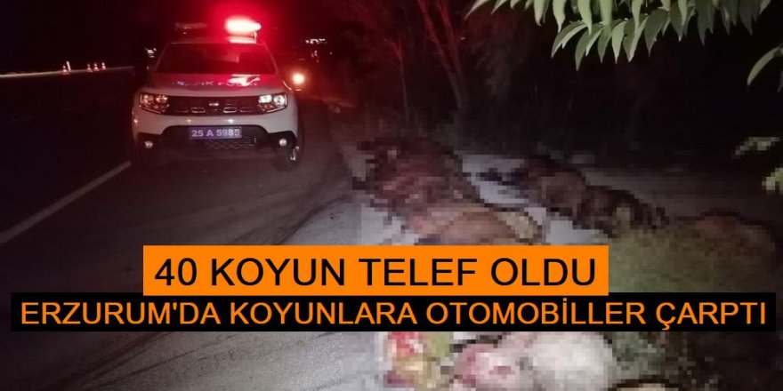 İki otomobil koyun sürüne çarptı: 40 koyun telef oldu