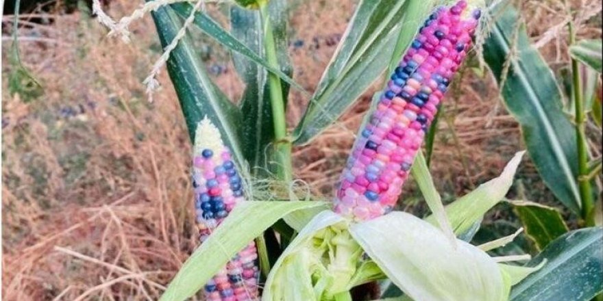 Televizyonda gördü, ekmeye karar verdi! Rengarenk, görenler fotoğraf çekiyor