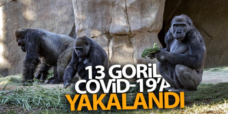 ABD'de hayvanat bahçesindeki 13 goril Covid-19'a yakalandı