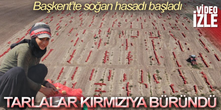 Başkent'te soğan hasadı başladı, tarlalar kırmızıya büründü