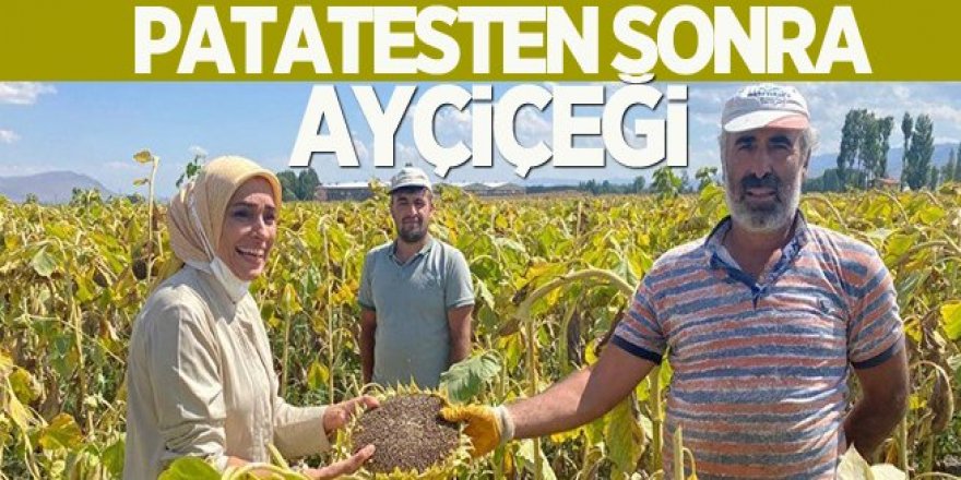 Erzurum'da Patatesten sonra ayçiçeği yüzleri güldürdü