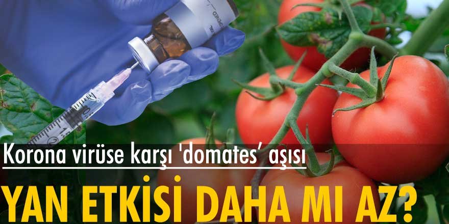 Özbekistan'da korona virüse karşı 'domates' aşısı geliştirildi