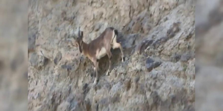 Erzurum’da zorlu dağları tırmanan yaban keçileri nefes kesti