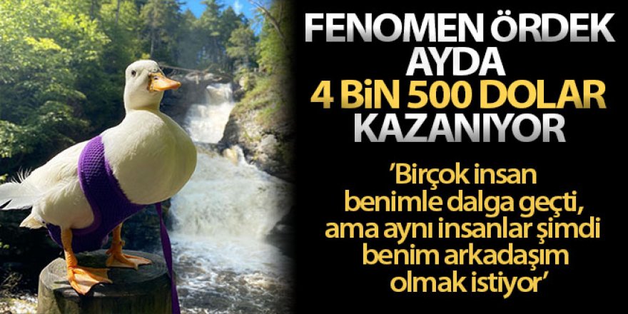 Fenomen ördek ayda 4 bin 500 dolar kazanıyor