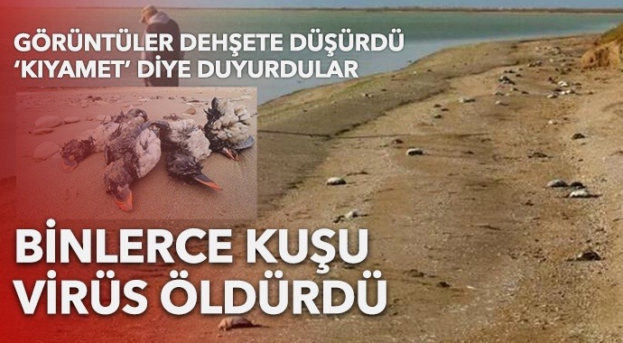 Rusya'da korkutan görüntü: Sahil binlerce ölü kuşla doldu