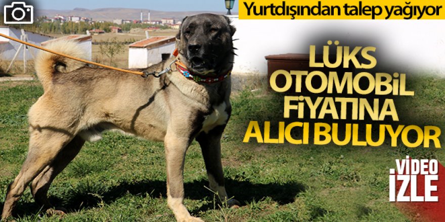 Yurtdışından talep yağıyor, lüks otomobil fiyatına alıcı buluyor