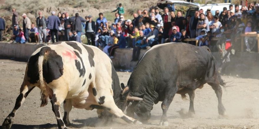 İspir’de panayır coşkusu, geleneksel boğa güreşleri nefes kesti