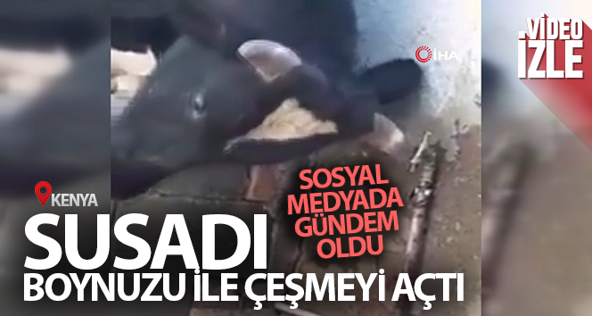 Susayan inek boynuzu ile çeşmeyi açtı, sosyal medyada gündem oldu