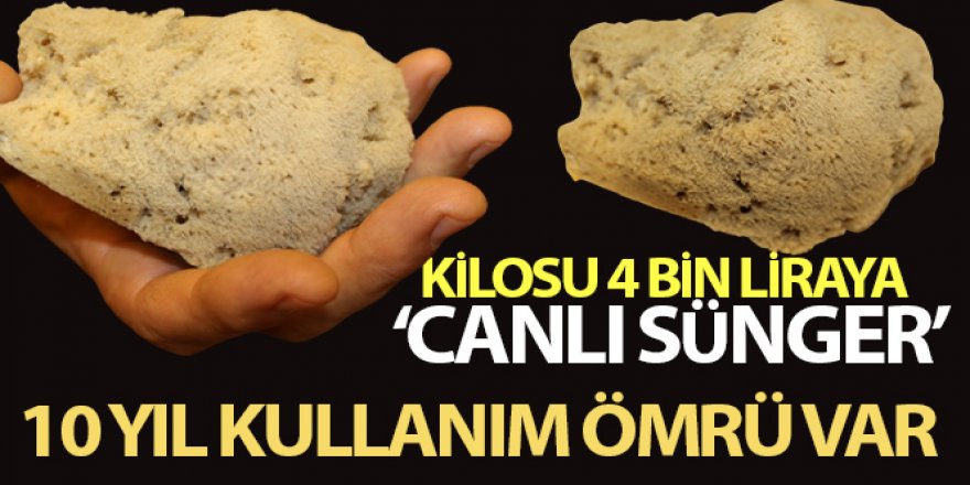 Kilosu 4 bin liraya canlı sünger