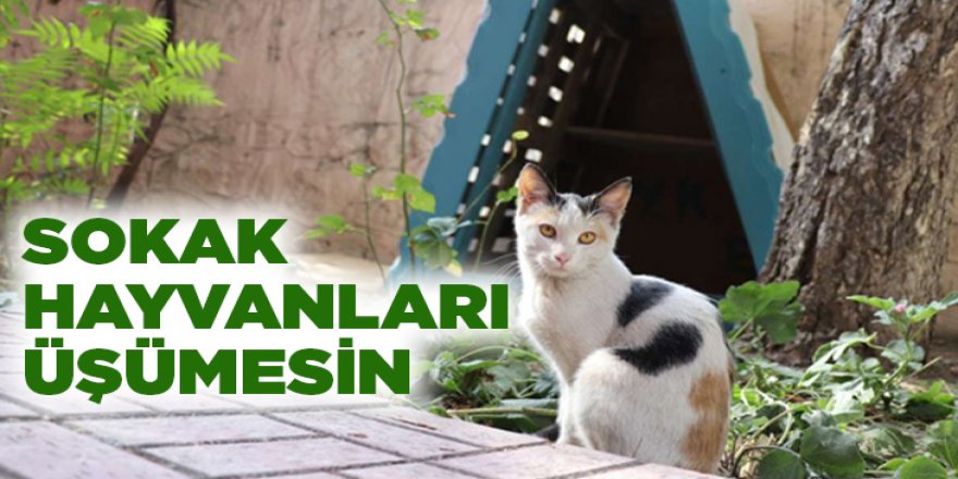 Erzurum'da Merkezde 650 köpek ve 115 kedi bulunuyor