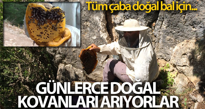 Doğal bal için günlerce 'firari' arıların izini sürüyorlar