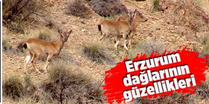 Yaban keçisi sürüsü doğal ortamında görüntülendi