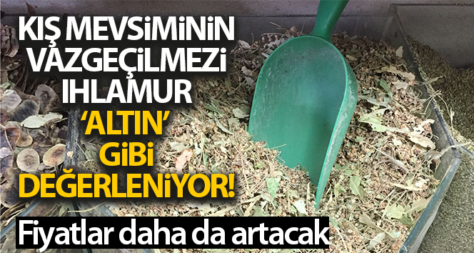 Ihlamur 'yeşil altın' olma yolunda ilerliyor