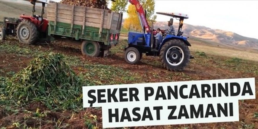 Hedef 550 bin ton pancardan 82 bin ton şeker üretimi