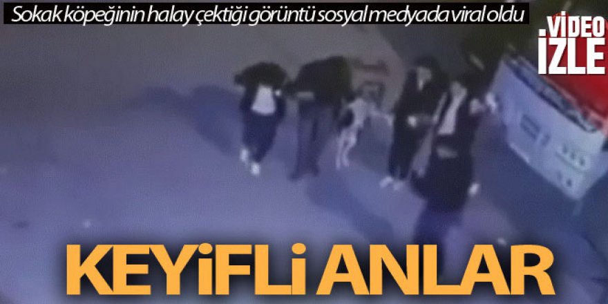 Önce halay çekerek köpekten kaçtılar ardından köpeği halaya kattılar