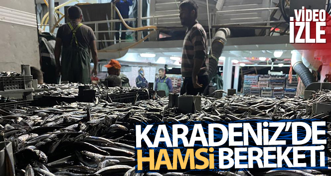 Karadeniz'de hamsi bereketi