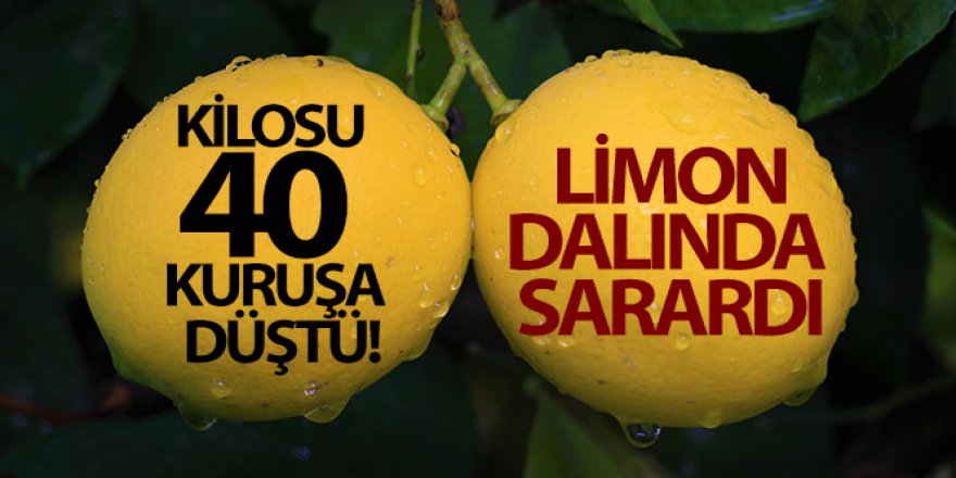 Kilosu 40 kuruşa düşen limon dalında sarardı