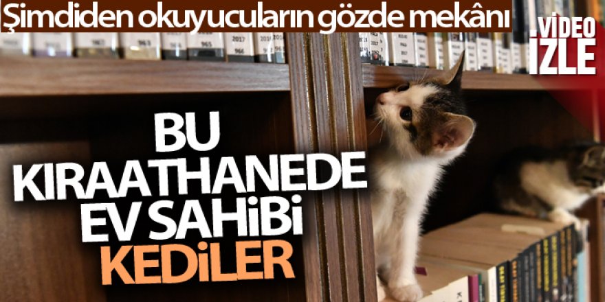 Bu Kıraathanede ev sahibi kediler