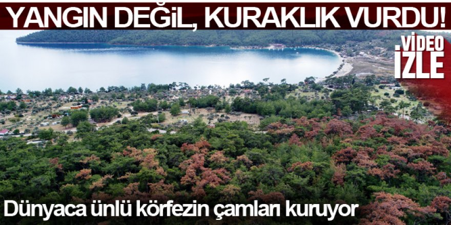 Dünyaca ünlü körfezin çamları kuruyor