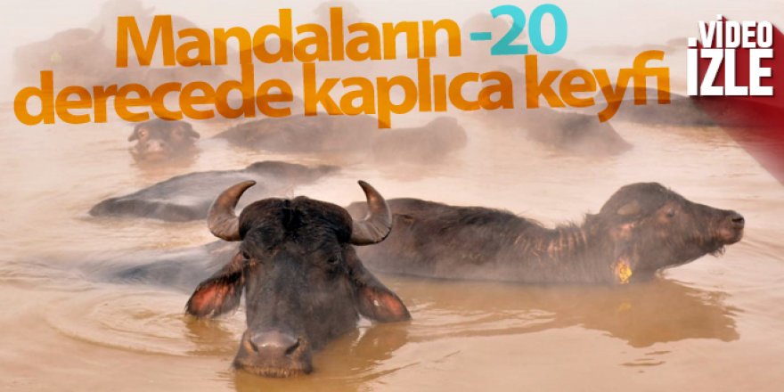 Mandaların eksi 20 derecede kaplıca keyfi