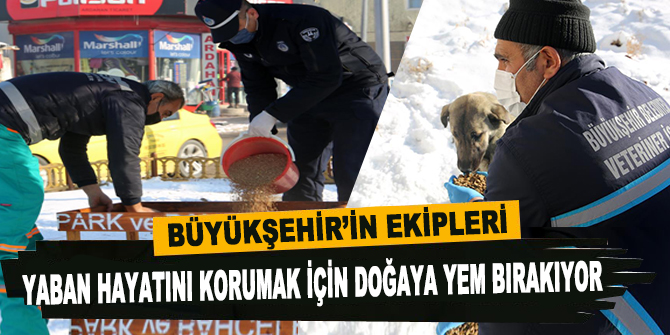 Büyükşehir’in ekipleri yaban hayatını korumak için doğaya yem bırakıyor