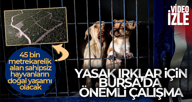 Yasak ırklar için Bursa'da önemli çalışma