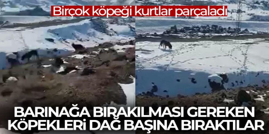 Barınağa bırakılması gereken köpekleri dağ başına bıraktılar