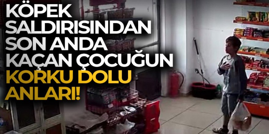 Erzincan'da köpek saldırısından son anda kaçan çocuğun korku dolu anları