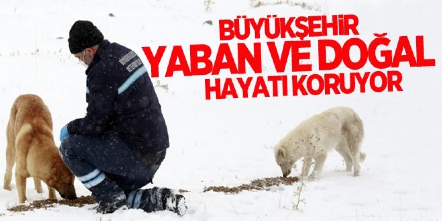 Büyükşehir yaban ve doğal hayatı koruyor