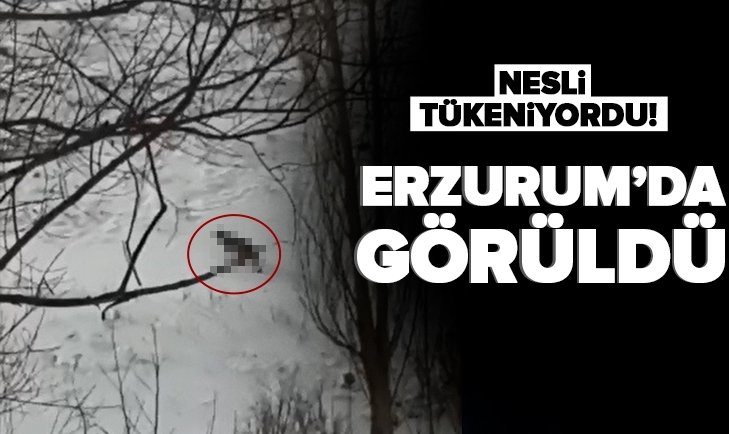 Erzurum'da nesli tükenmekte olan vaşak görüntülendi