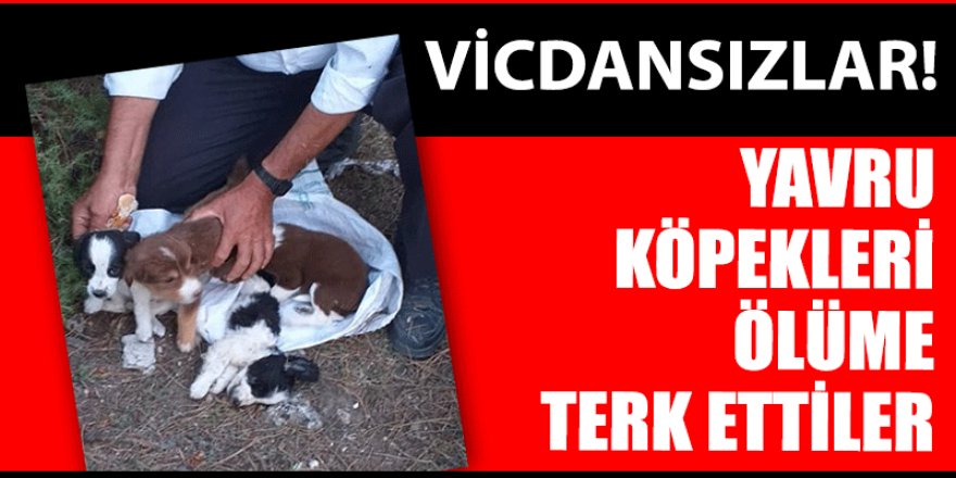 Erzurum'da 63 köpek yavrusu donmaktan kurtarıldı