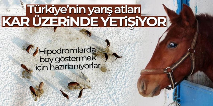 Türkiye'nin yarış atları kar üzerinde yetiştiriliyor